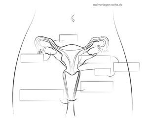 Vorlage Sexualkunde Unterricht - Geschlechtsorgan Frau Vorderansicht ohne Text