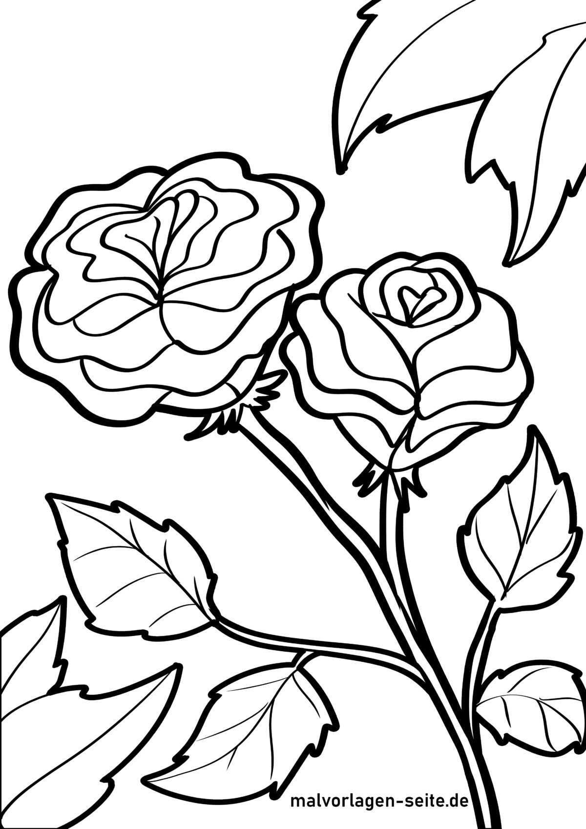 Malvorlage Rosen