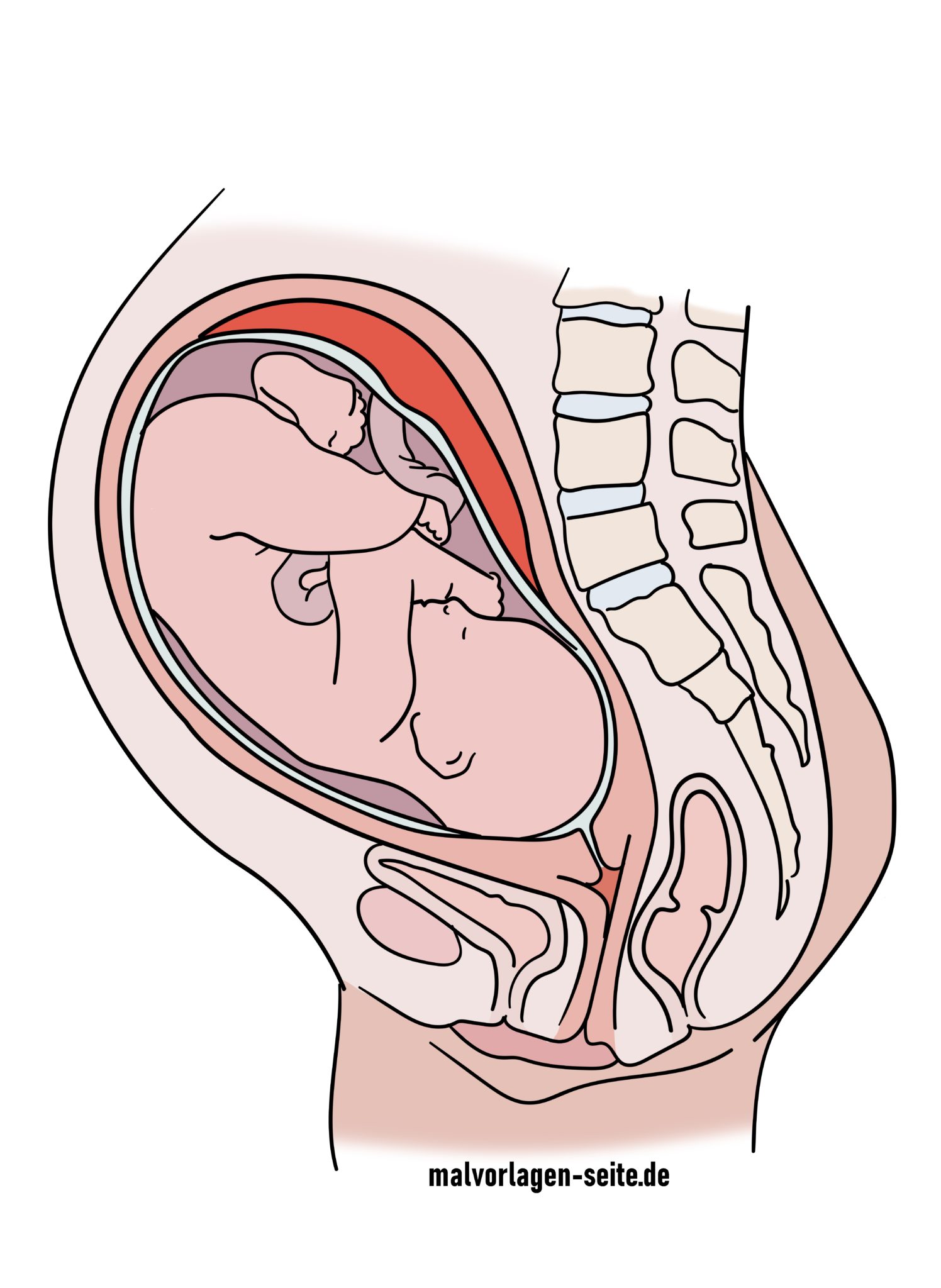 Ab Wann Hört Mich Mein Baby Im Bauch Tolle Zeichnung Baby im Bauch der Mutter - Schwangerschaft