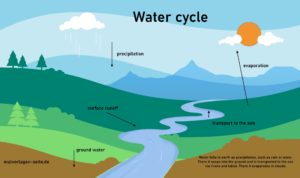 How does the water cycle work? Worksheet for kids