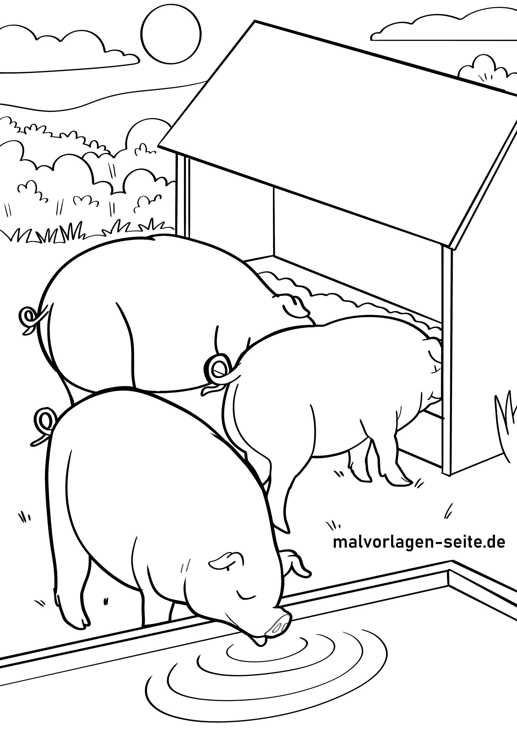 Malvorlage Schweine