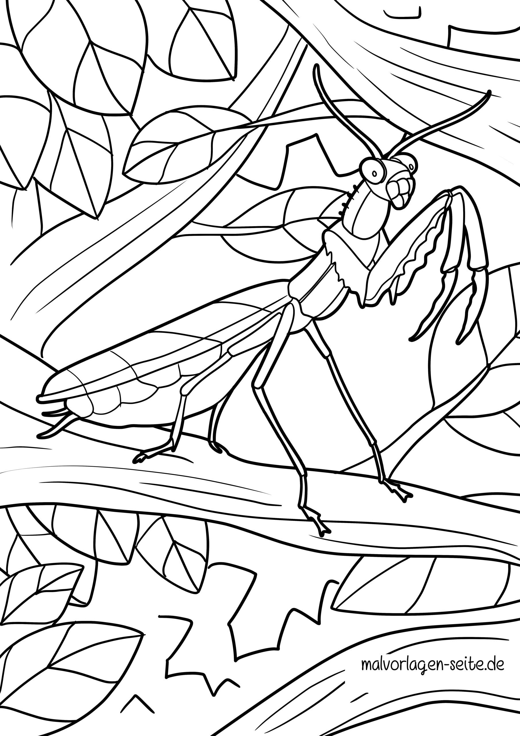 Malvorlage Gottesanbeterin