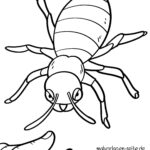 Malvorlage Kartoffelkäfer