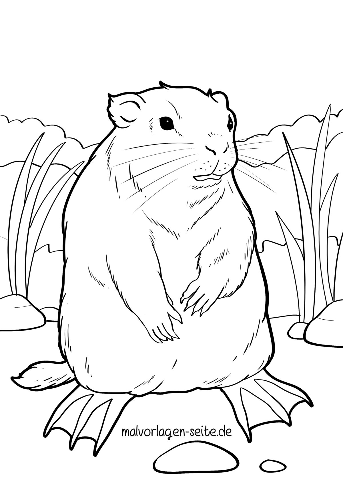 Malvorlage Nutria