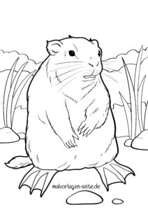 Malvorlage Nutria