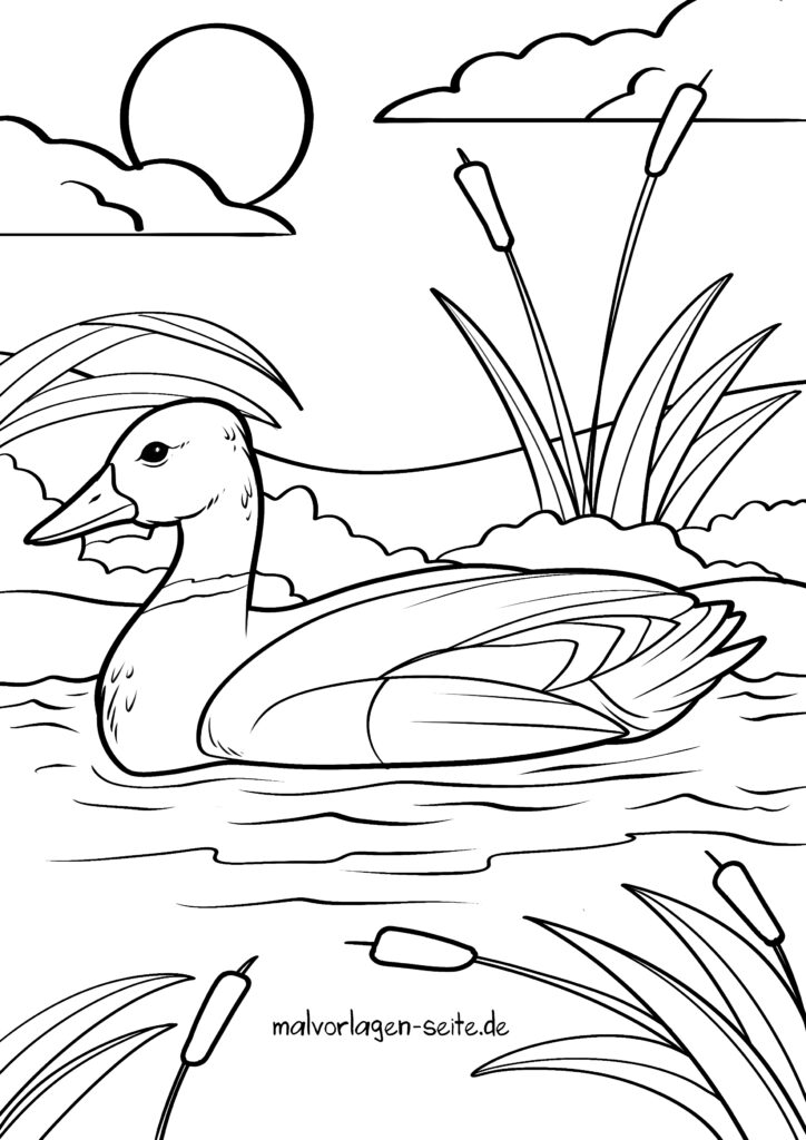 Malvorlage Ente - Ausmalbild kostenlos herunterladen Motiv 