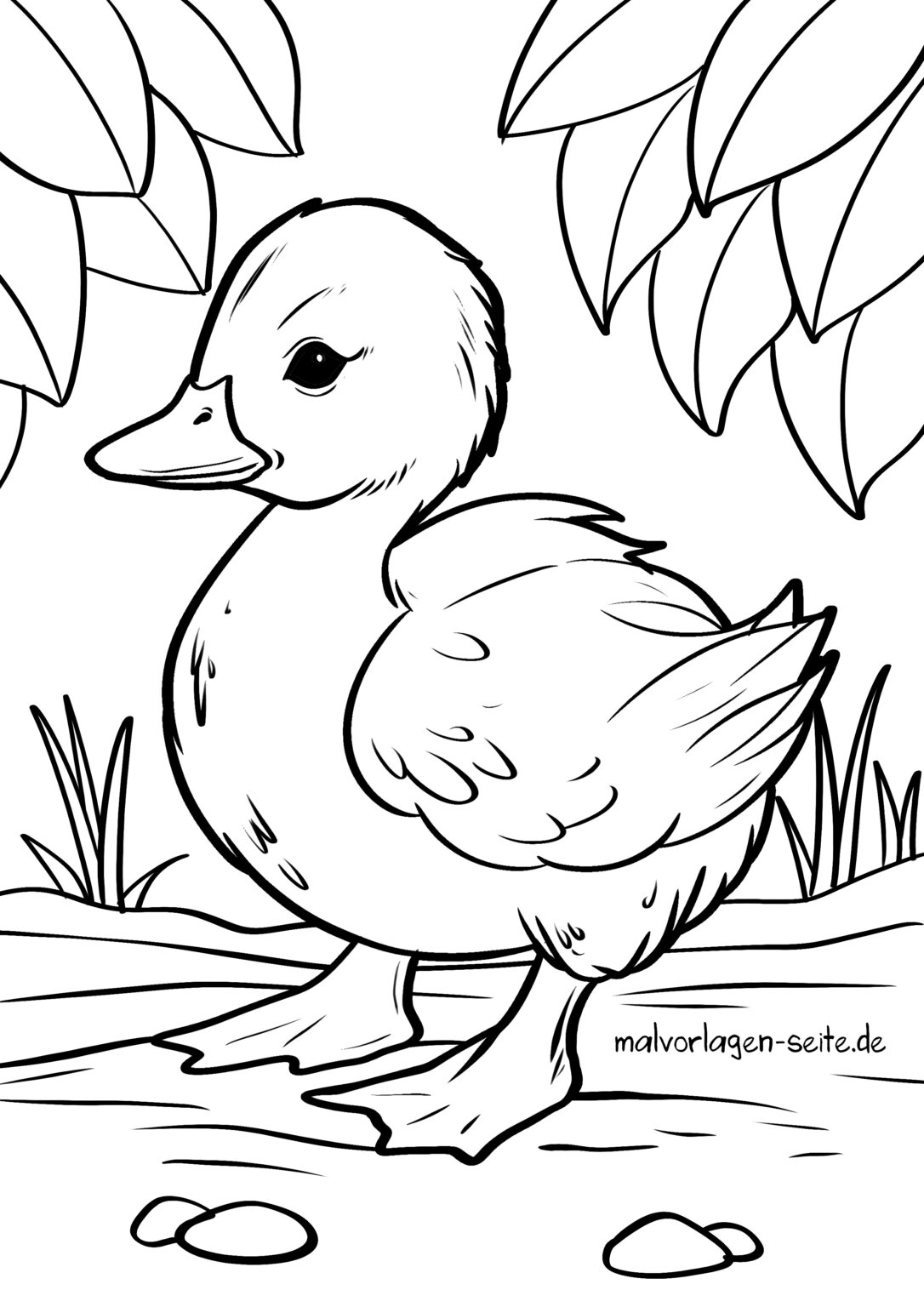  Foto zu Malvorlage Ente - Küken - Jetzt kostenlos herunterladen 