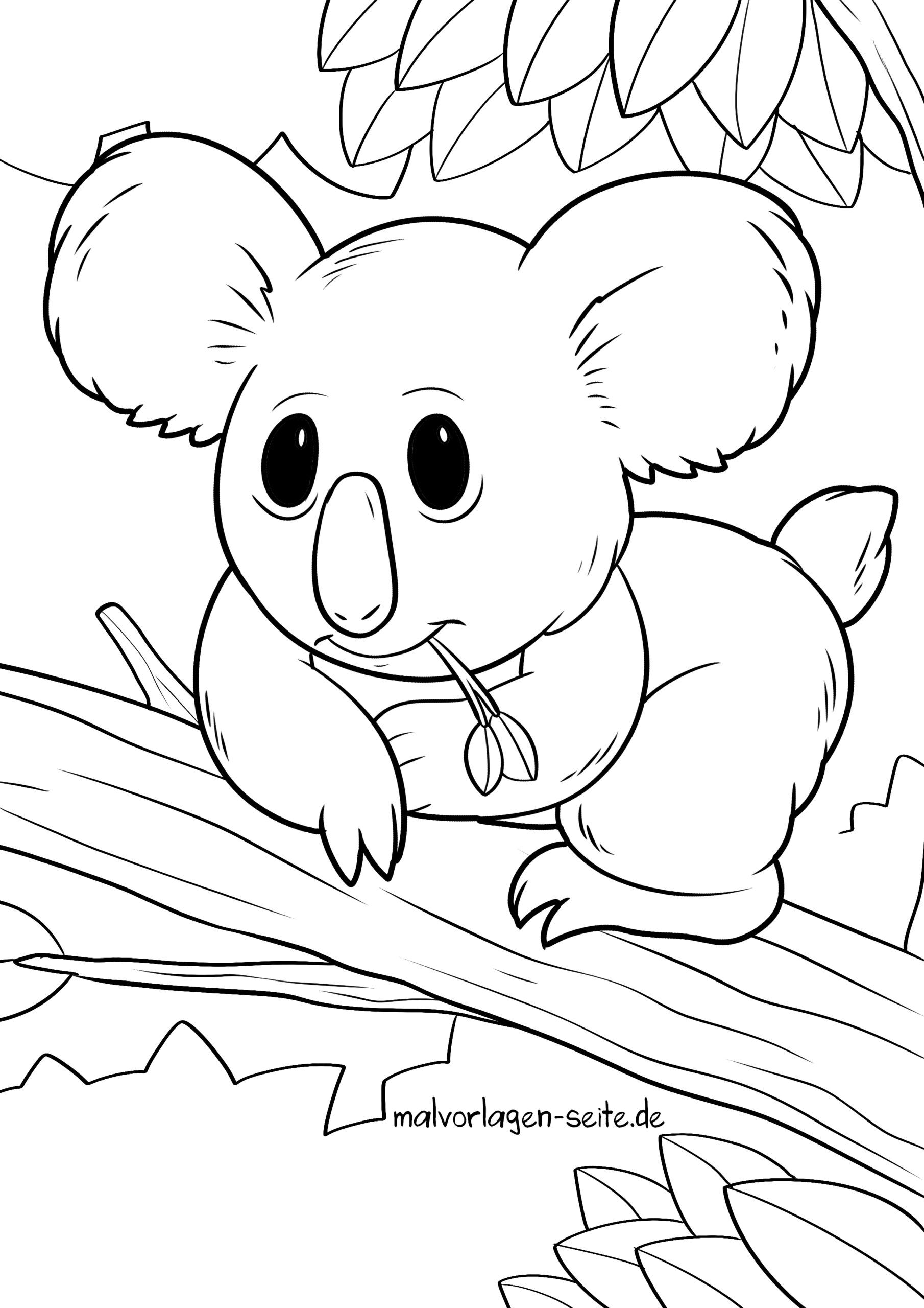 Malvorlage Koala