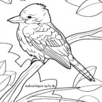 Malvorlage Kookaburra