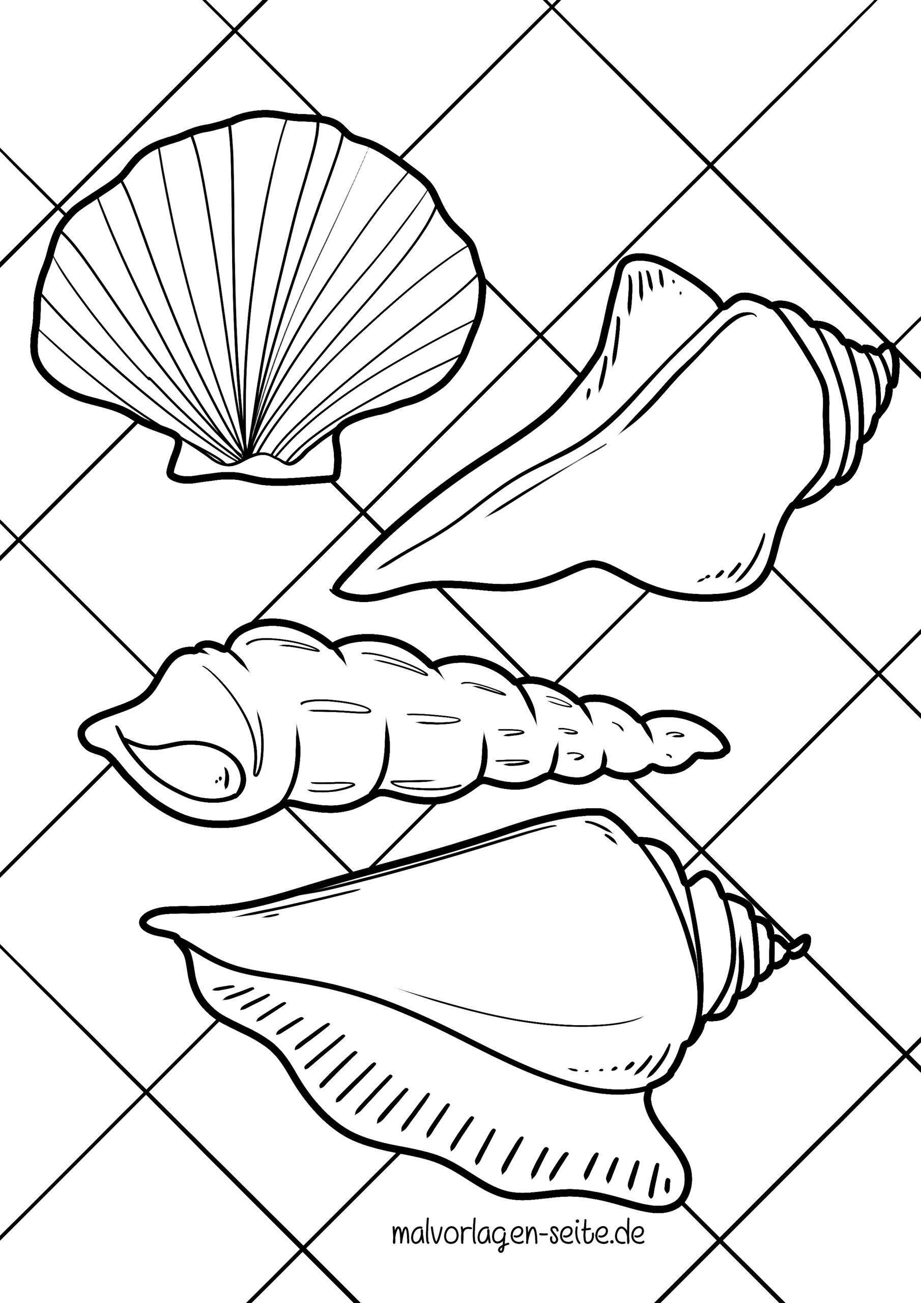 Malvorlage Muscheln