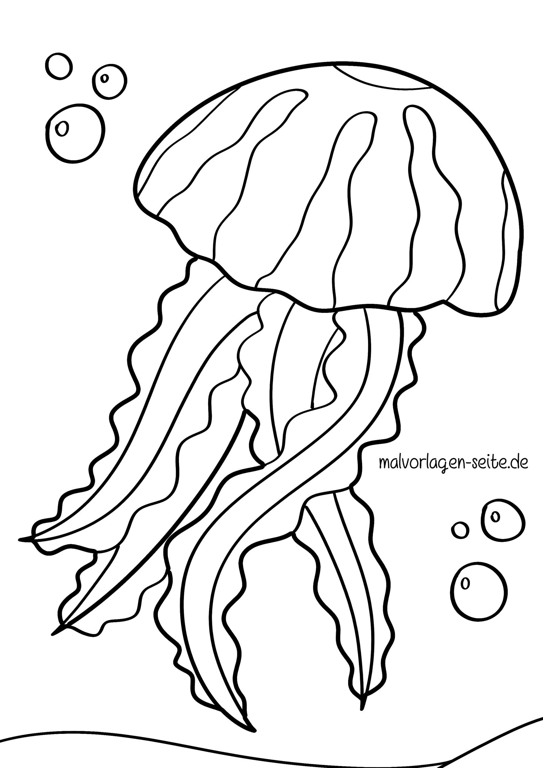 Malvorlage Qualle