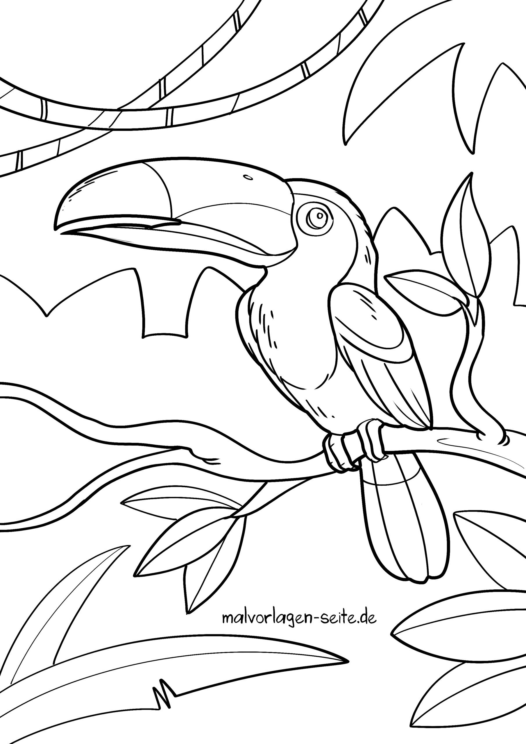 Malvorlage Tukan
