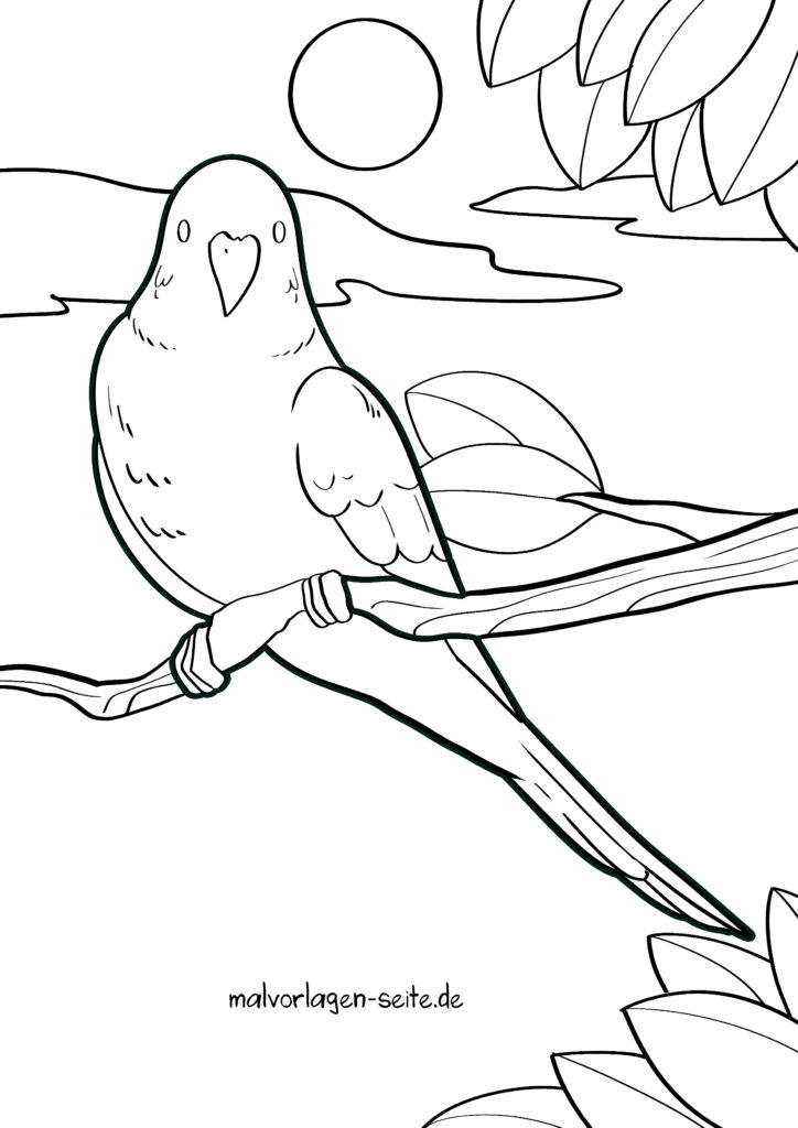  Malvorlage Wellensittich - Ausmalbild kostenlos herunterladen 