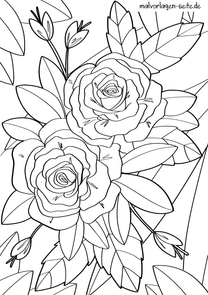  Ausmalbilder Rosen kostenlos herunterladen und ausmalen lassen Illustration 