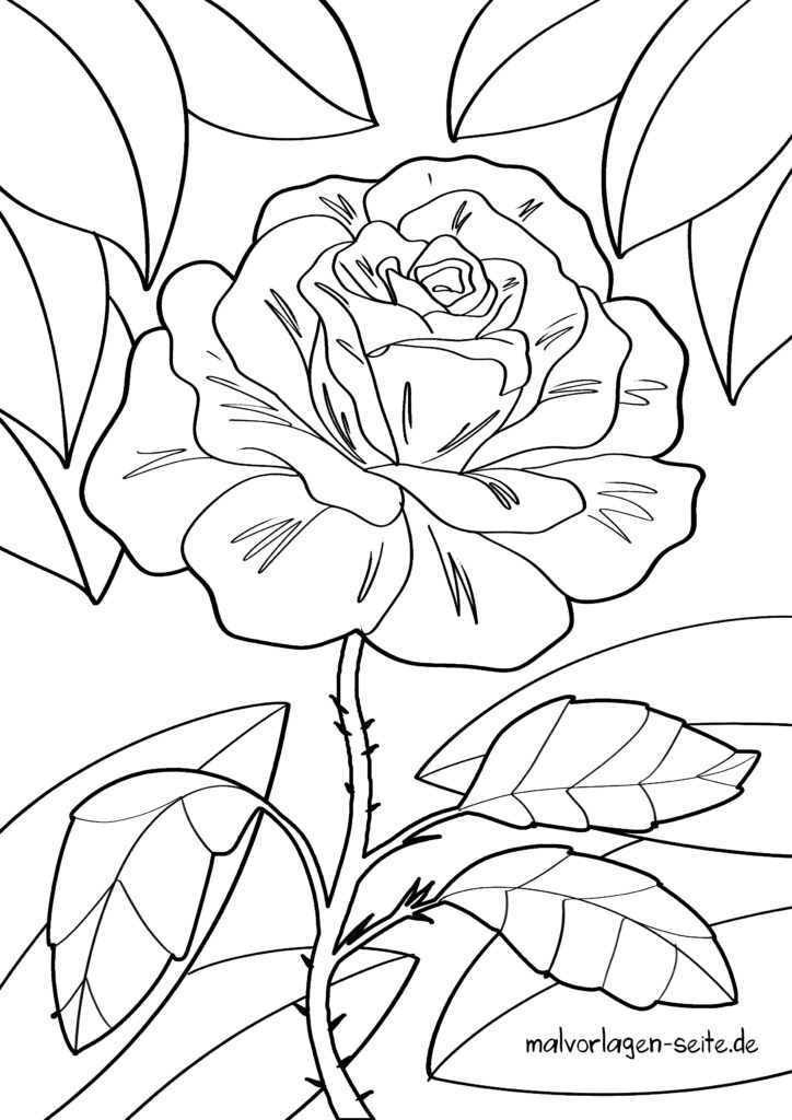 Ausmalbilder Rosen kostenlos herunterladen und ausmalen lassen 