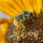 Hummeln im Hintern haben