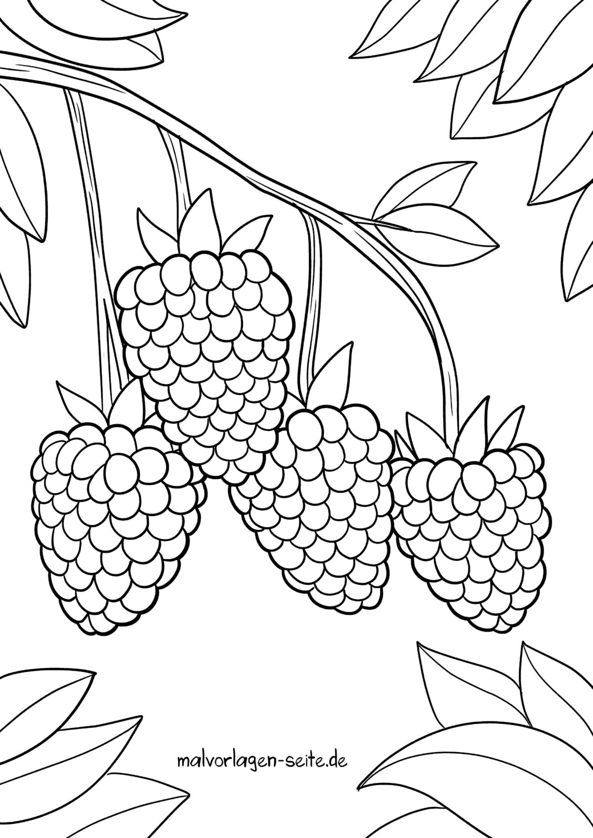 Malvorlage Himbeeren Ausmalbild Kostenlos Herunterladen malvorlage-himbeeren-ausmalbild-kostenlos-herunterladen