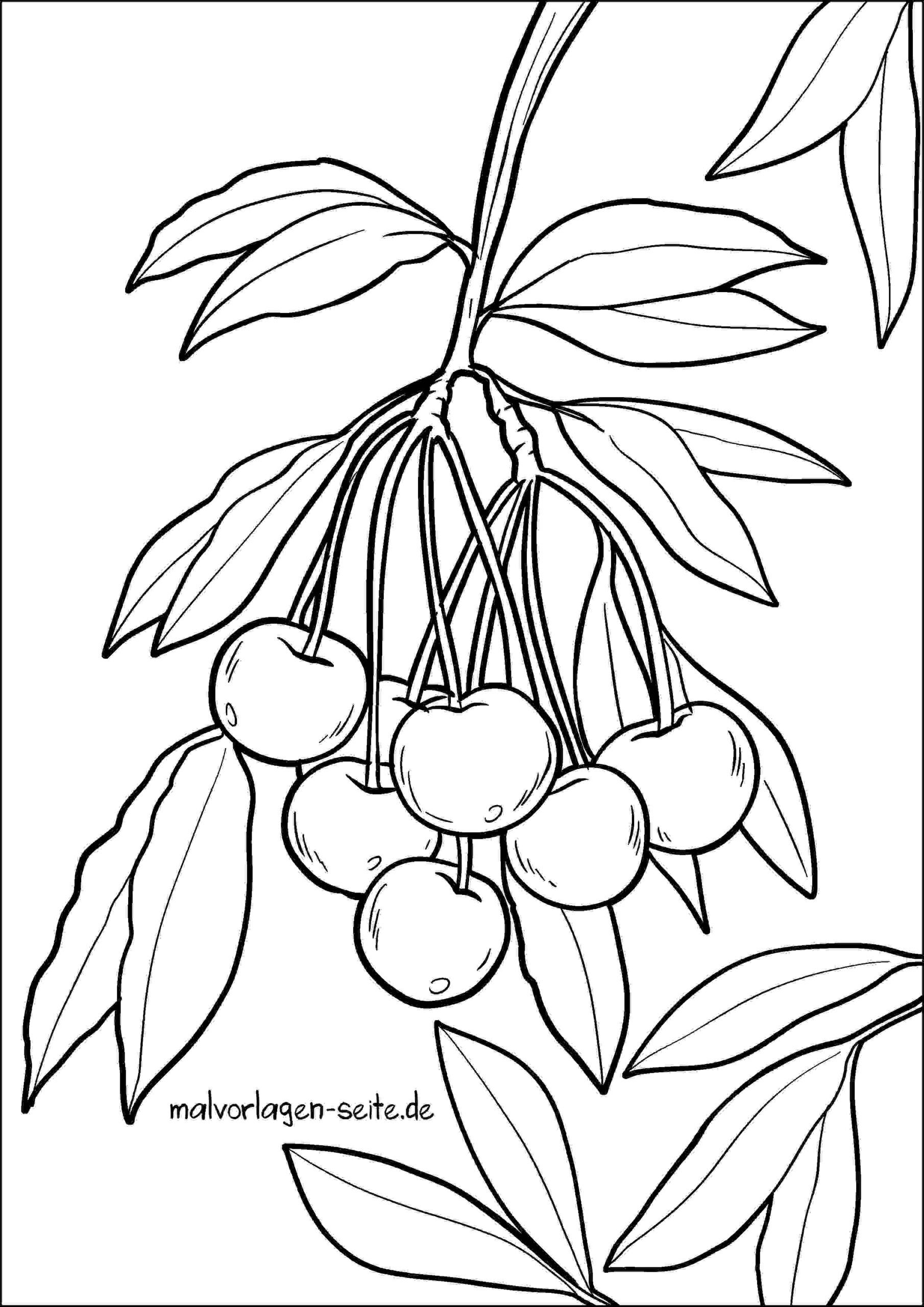 Malvorlage Kirschen