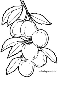Malvorlage Aprikose