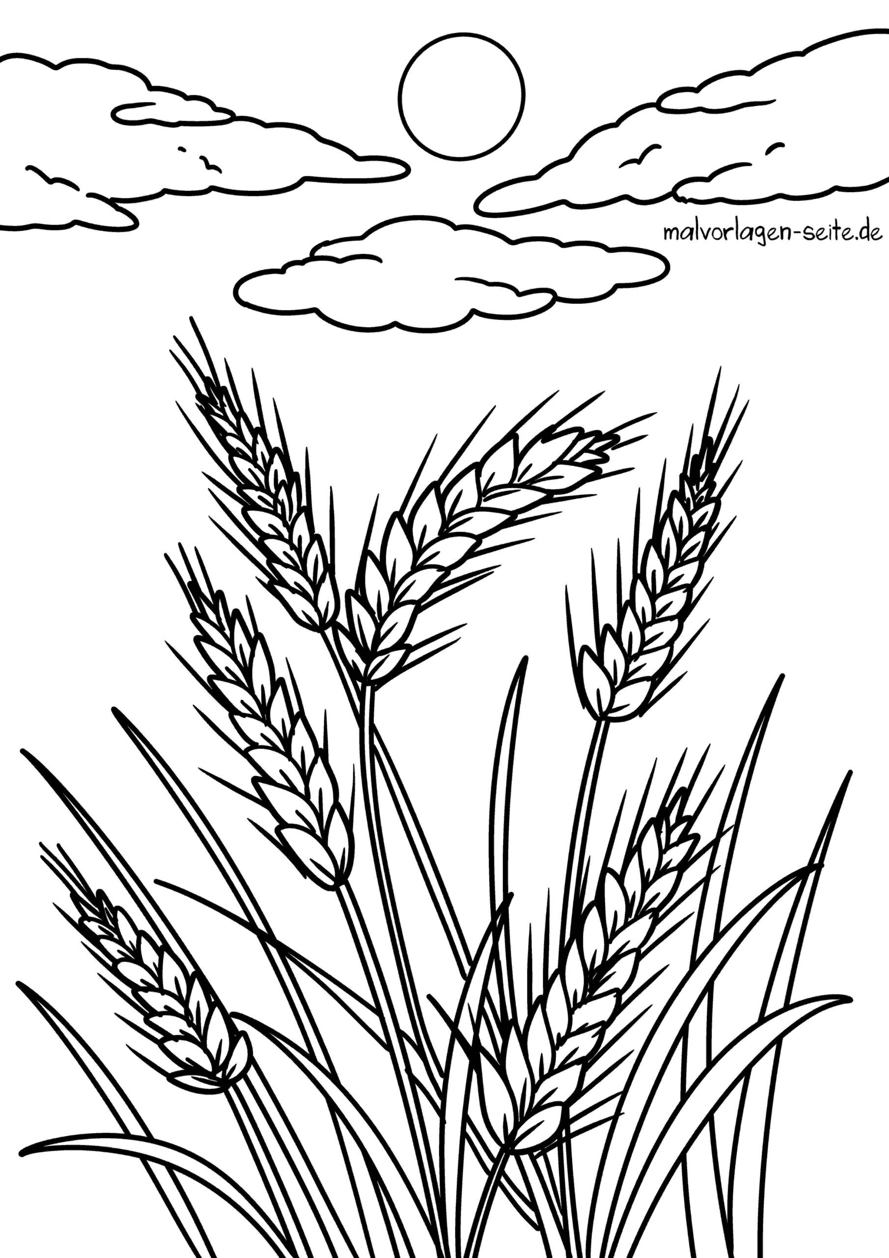Malvorlage Getreide