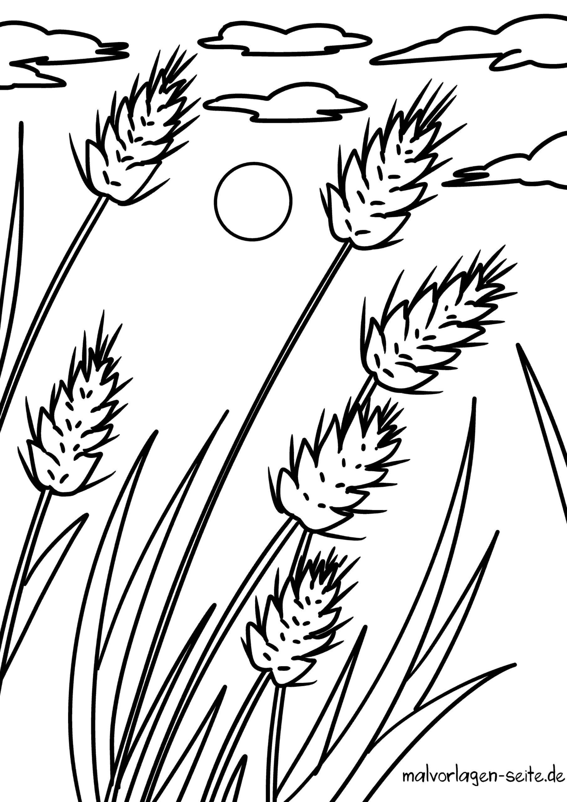 Malvorlage Getreide