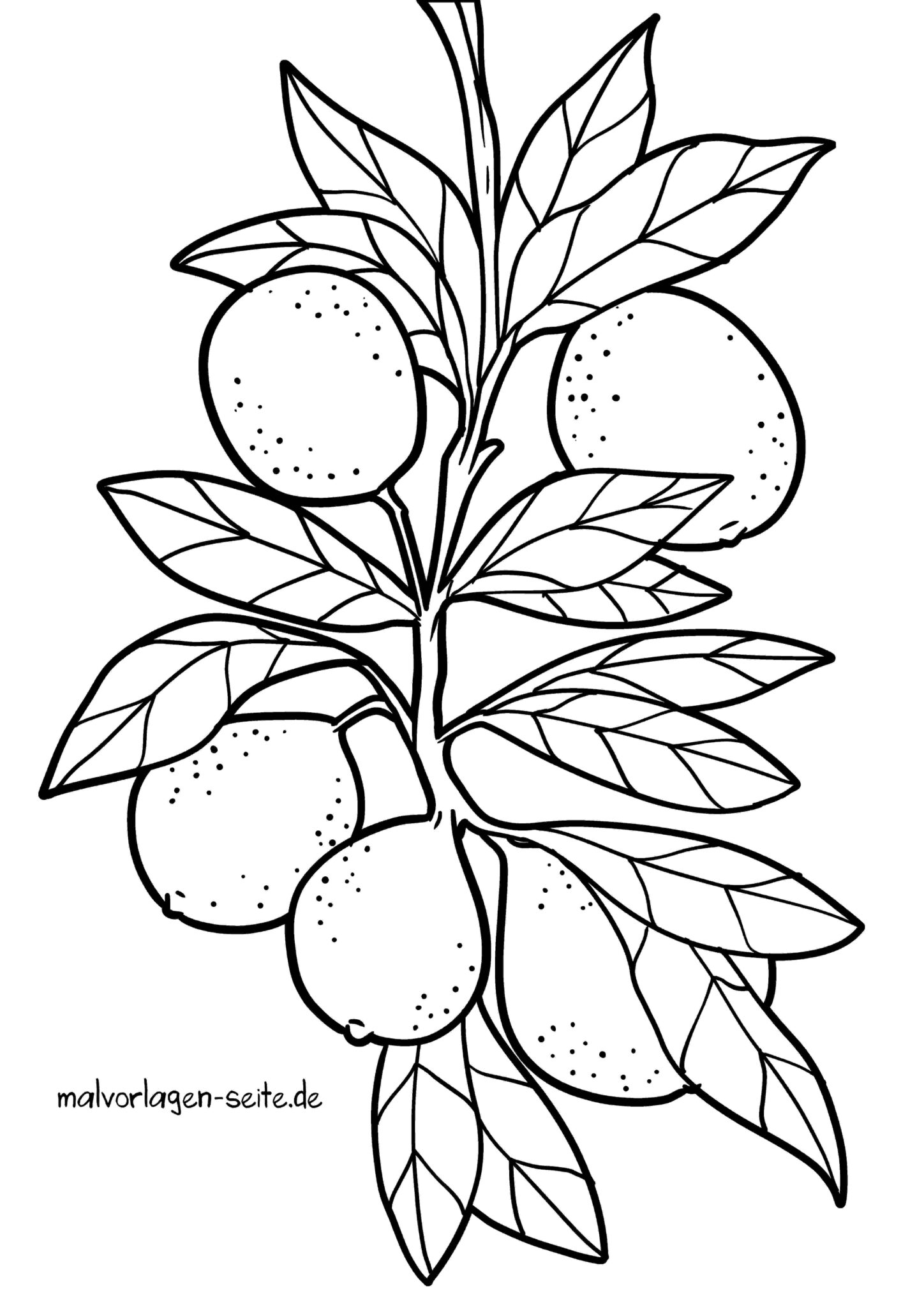  Malvorlage Obst / Früchte 