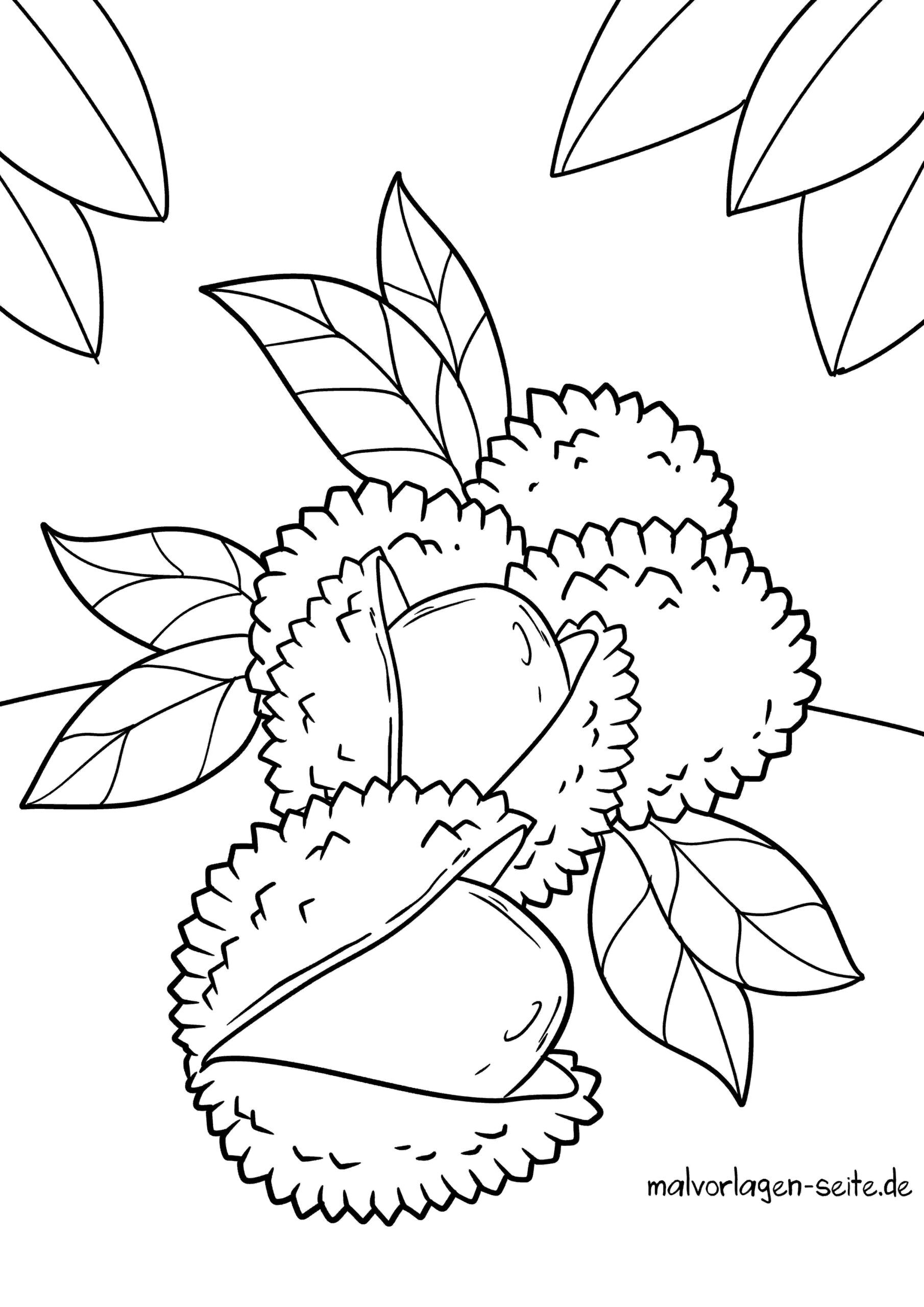 Malvorlage Litschi