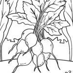Malvorlage Radieschen