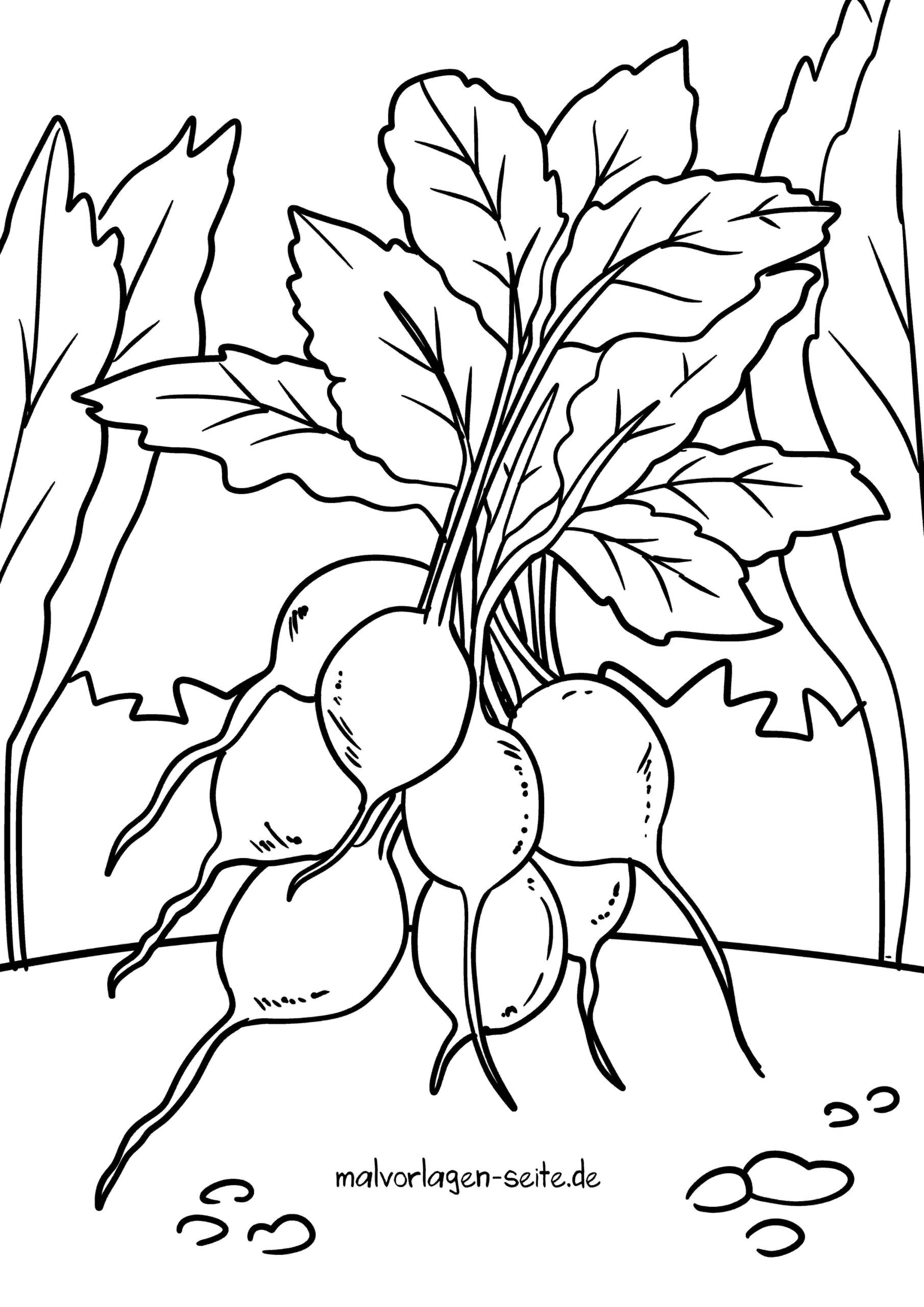 Malvorlage Radieschen