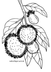Malvorlage Rambutan