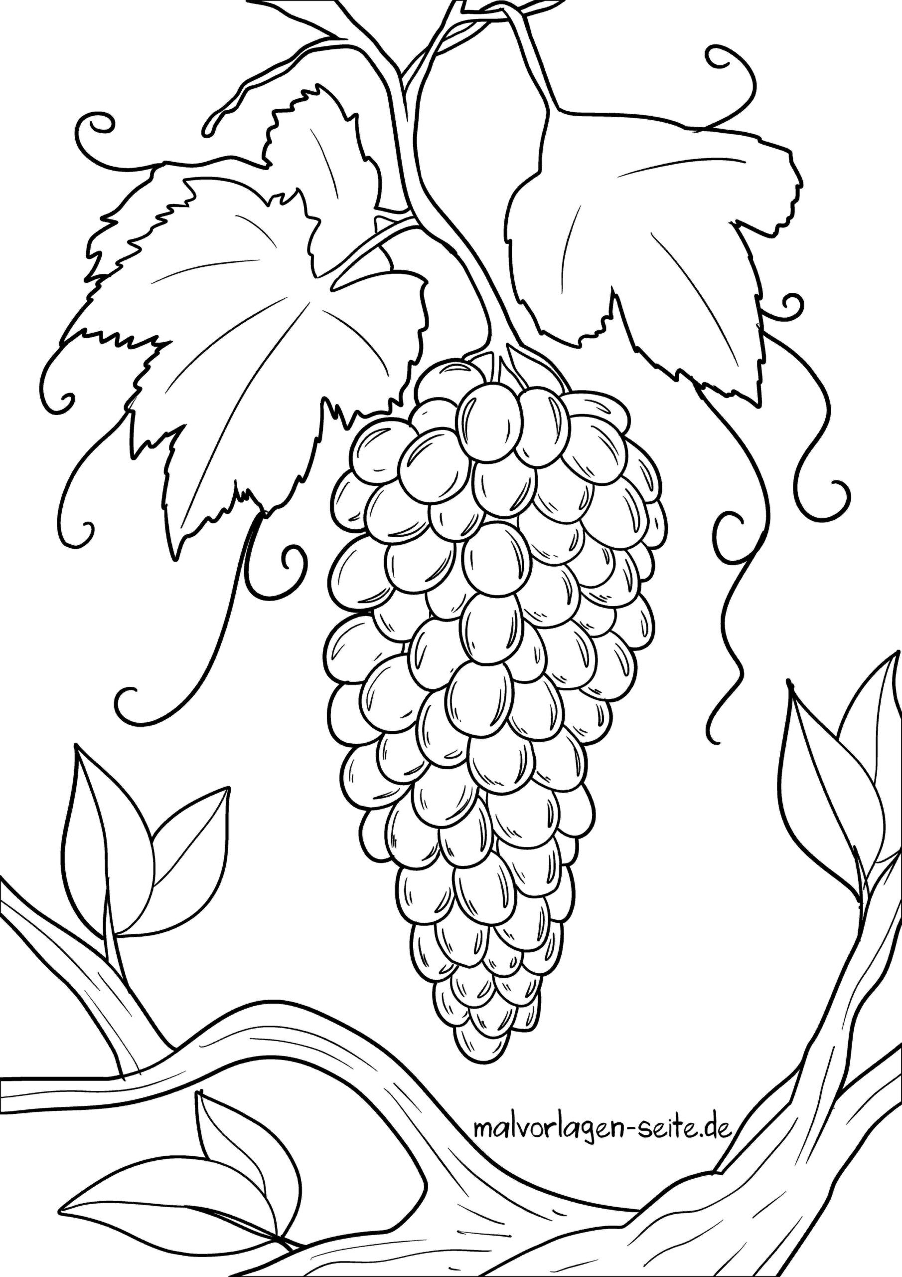 Malvorlage Weintrauben