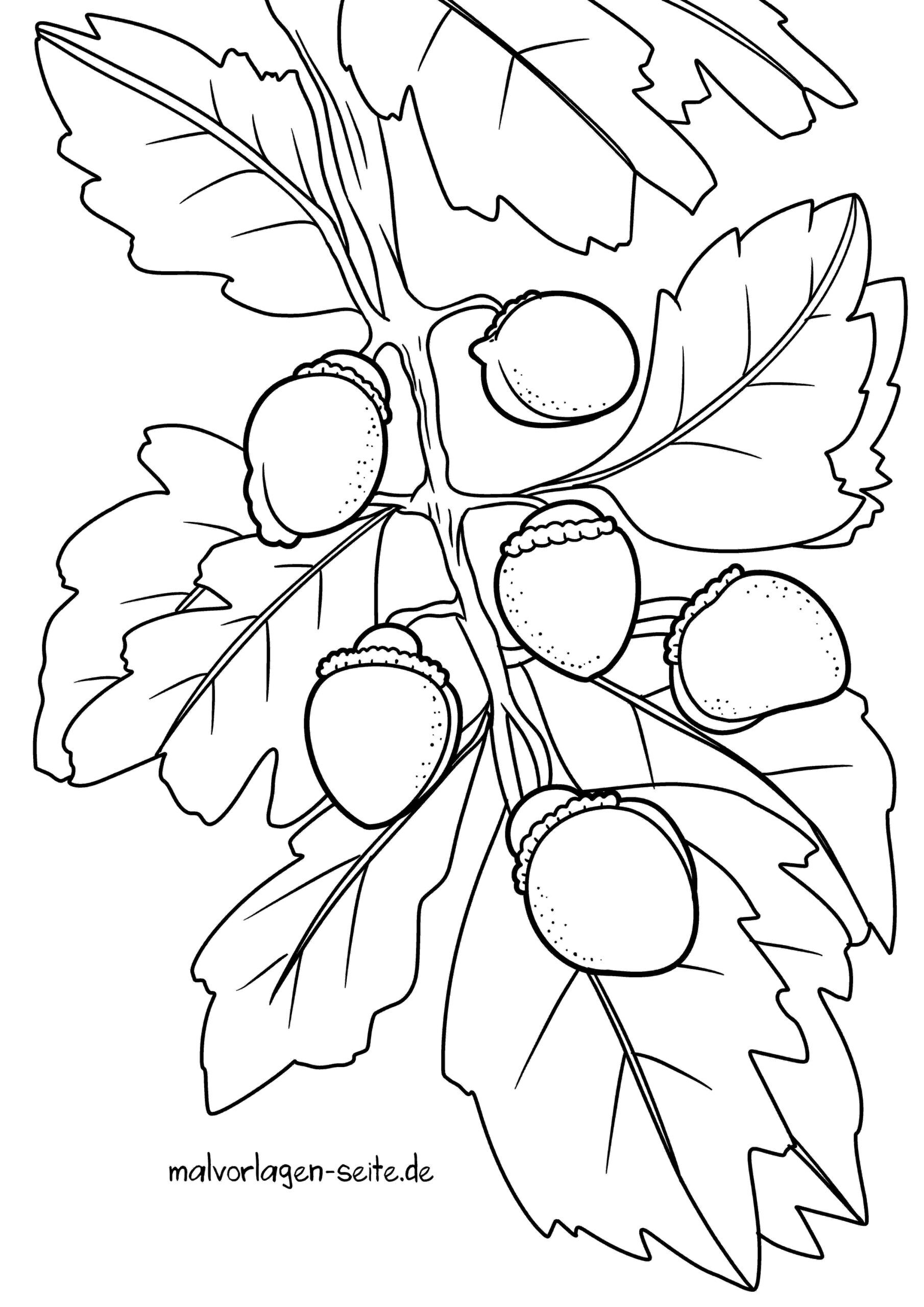 Malvorlage Eicheln mit Eichenblättern