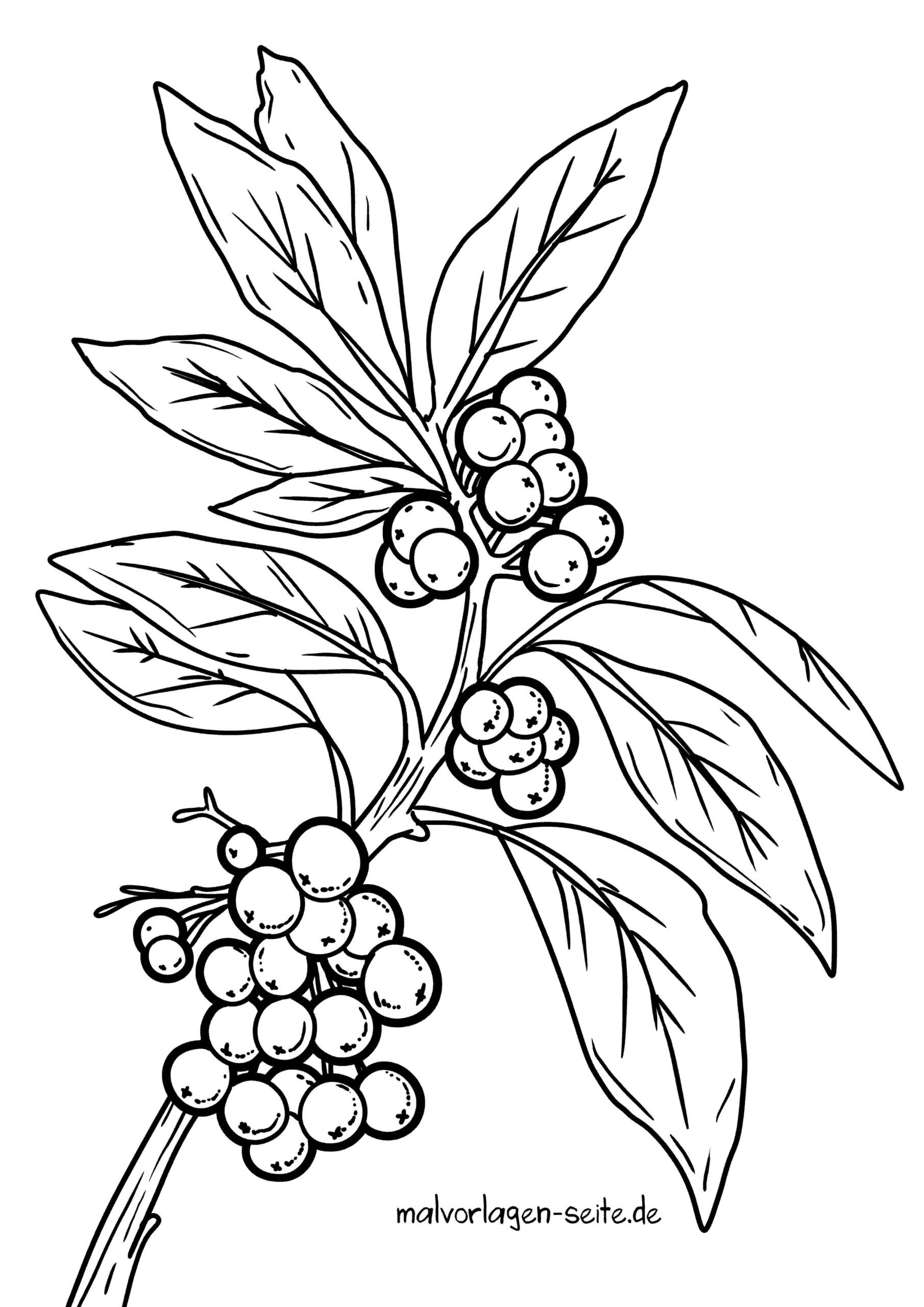 Ausmalbilder Beeren Ausmalbild Kostenlos Herunterladen ausmalbilder-beeren-ausmalbild-kostenlos-herunterladen
