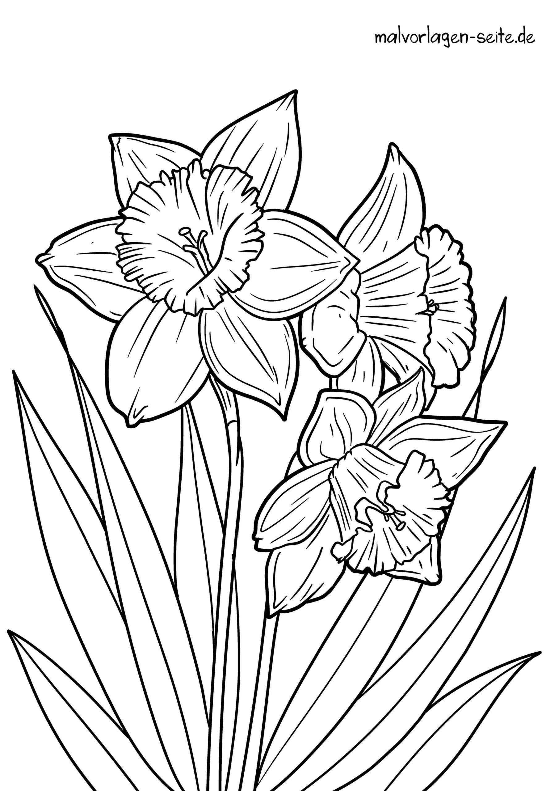 Malvorlage Narzissen