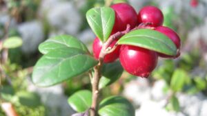 Preiselbeeren