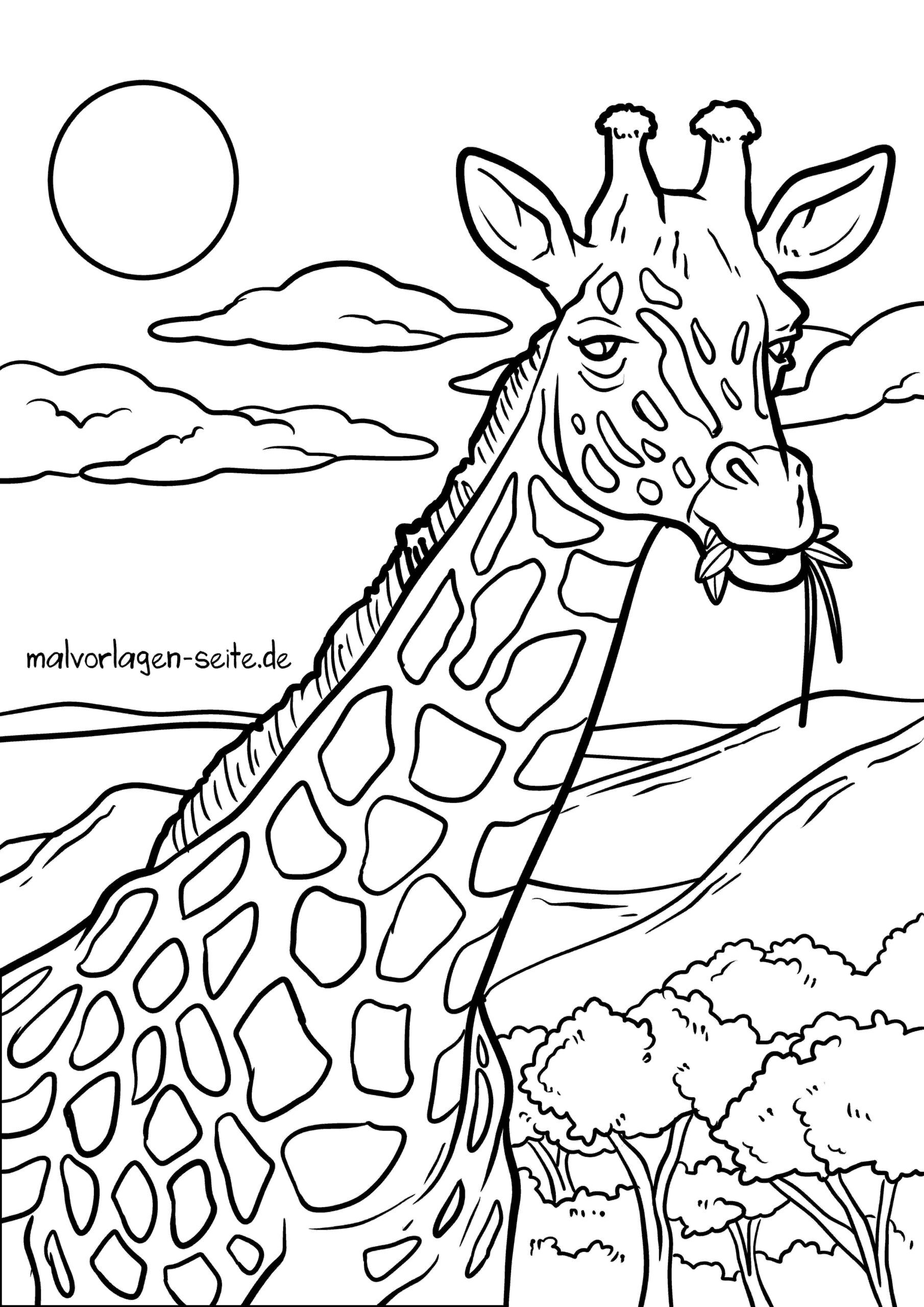 Malvorlage Giraffe