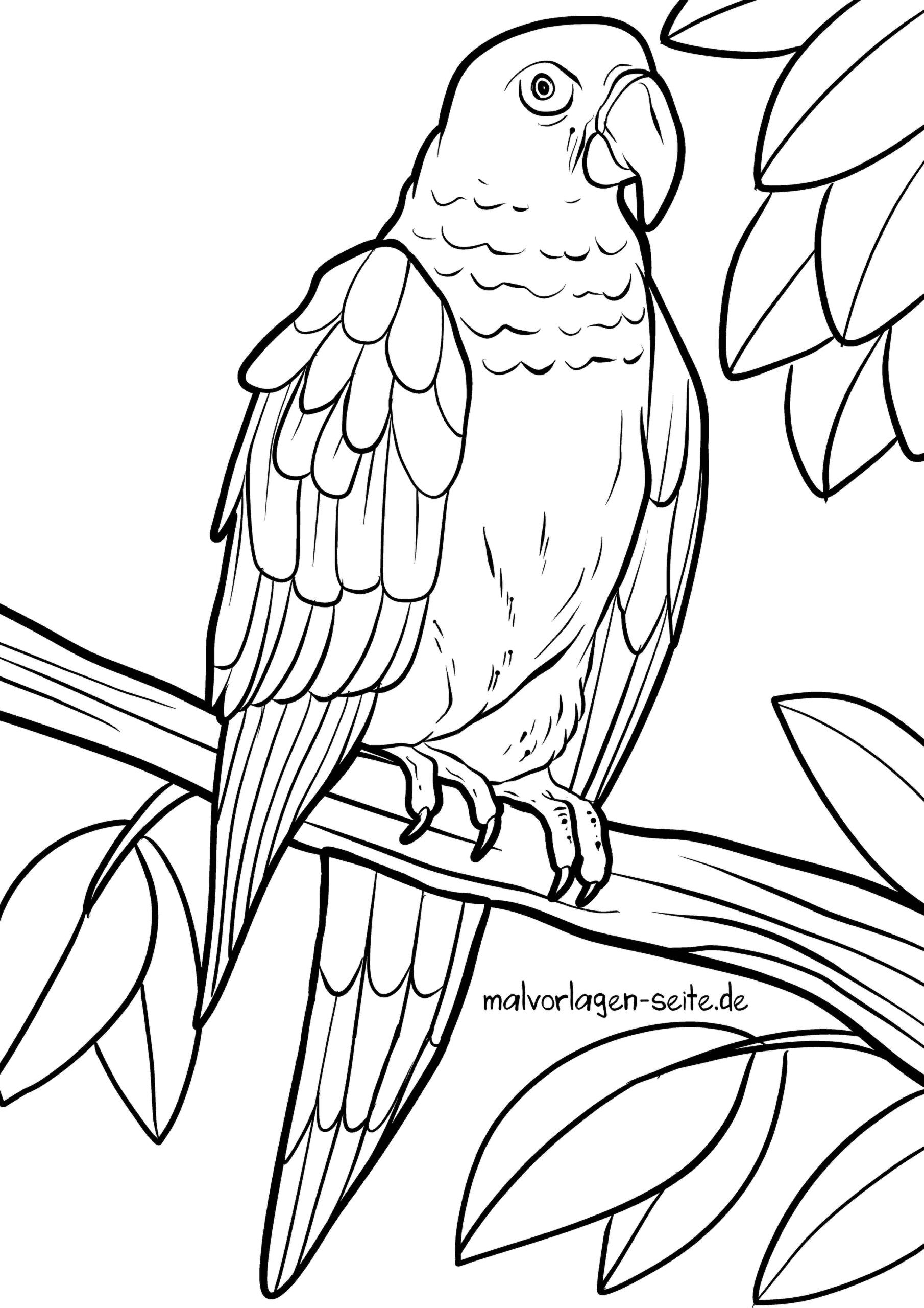 Malvorlage Papagei