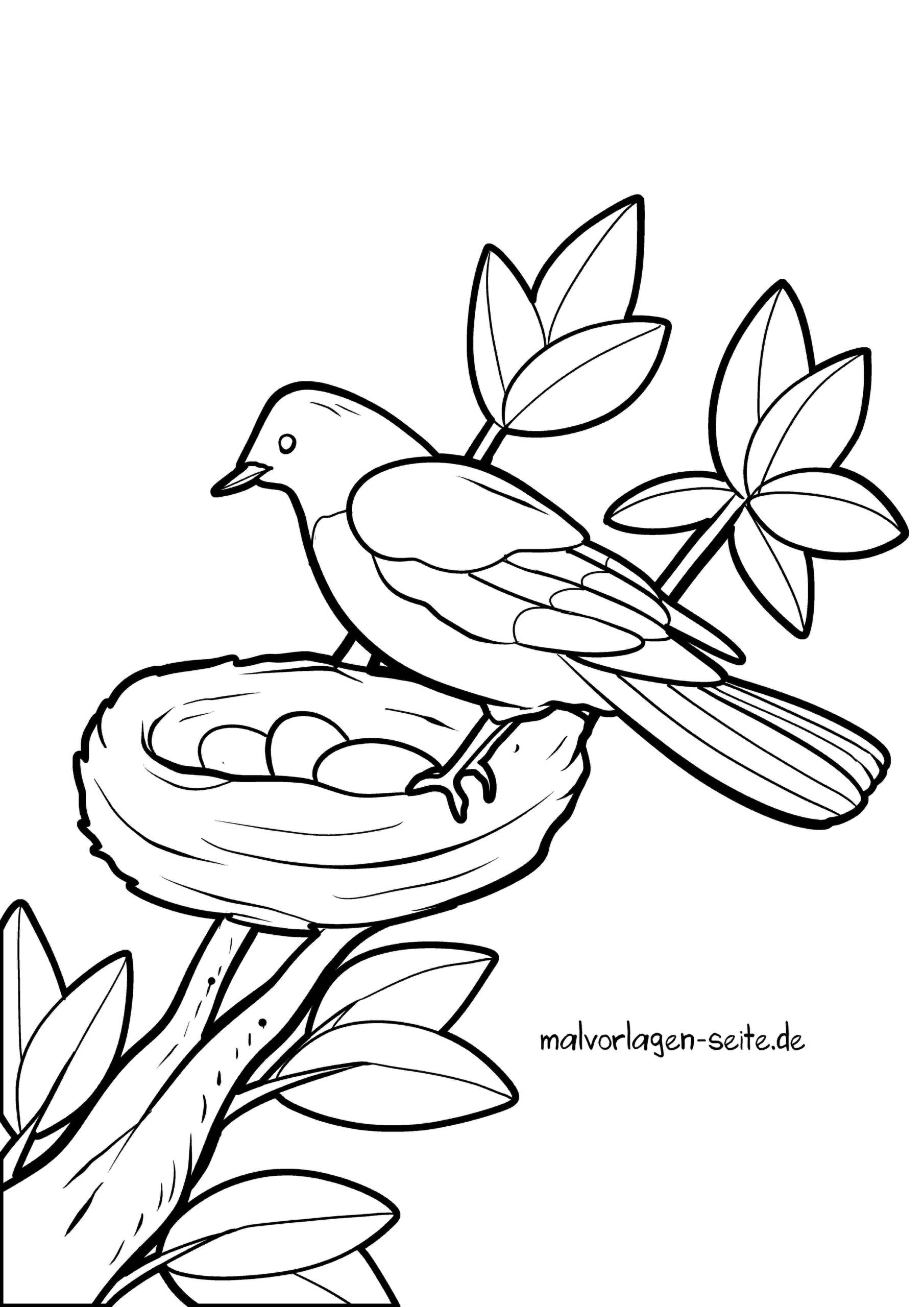 Malvorlage Vogelnest - Vogel