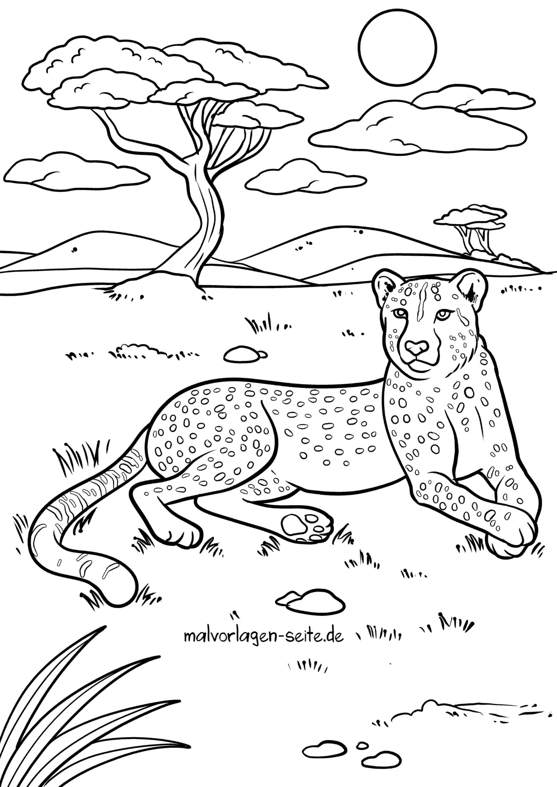 Malvorlage Gepard