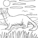 Malvorlage Iltis