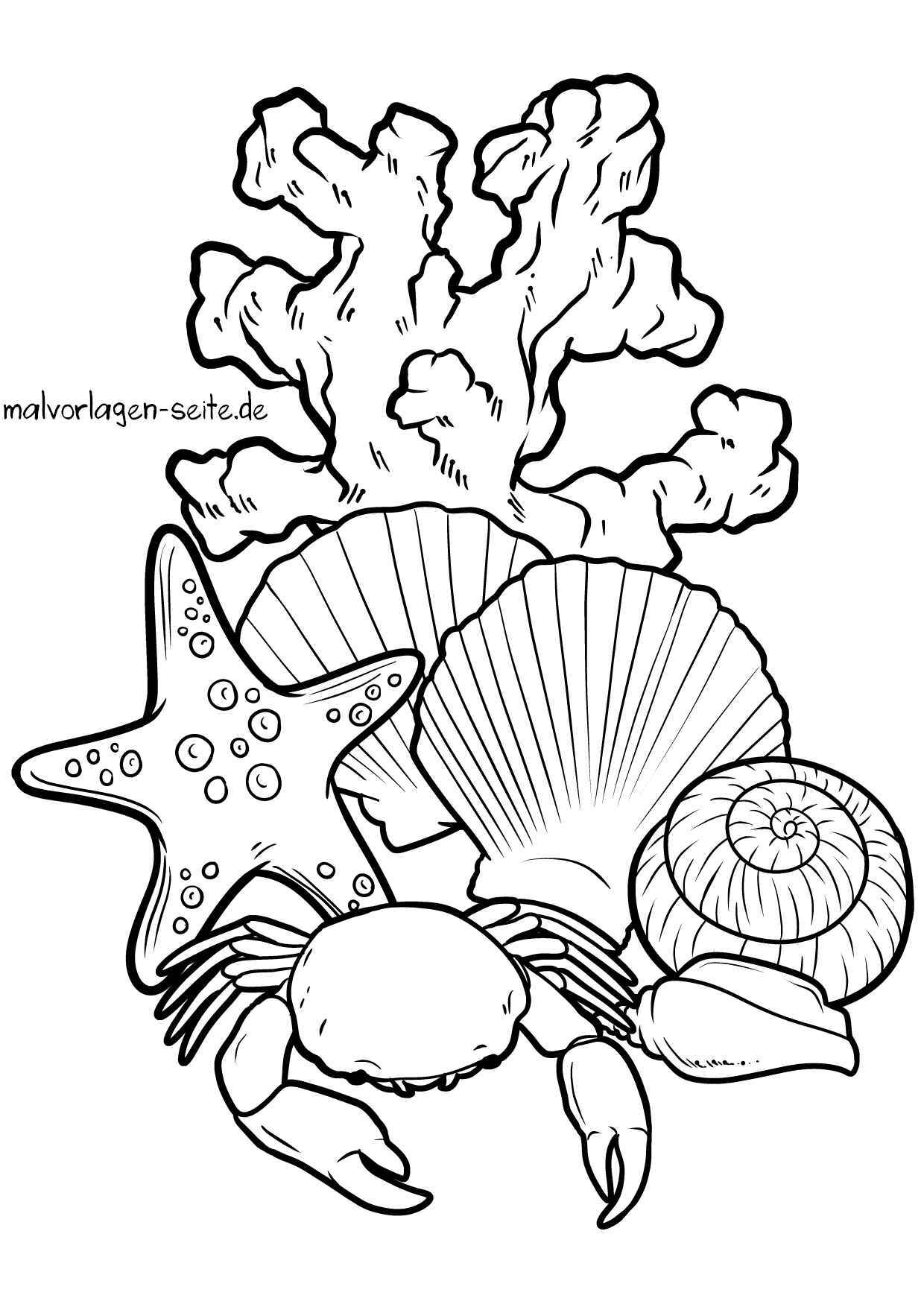 Malvorlage Muscheln