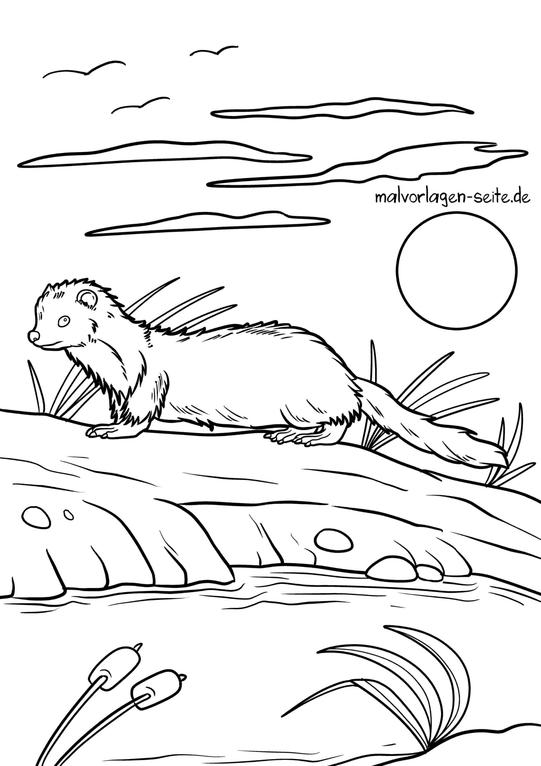 Malvorlage Nerz