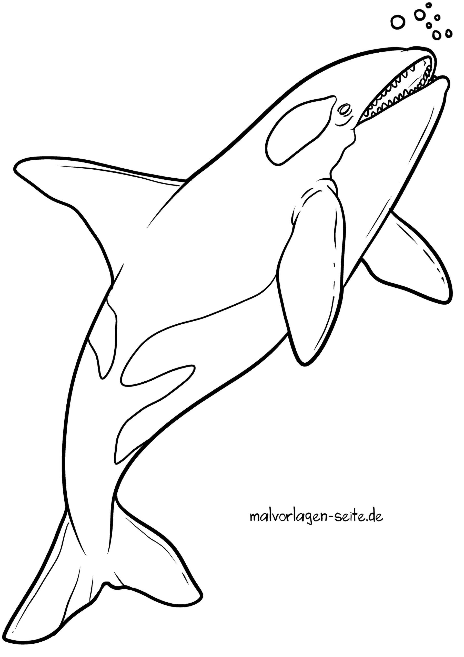 Malvorlage Orca