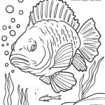 Malvorlage Heilbutt