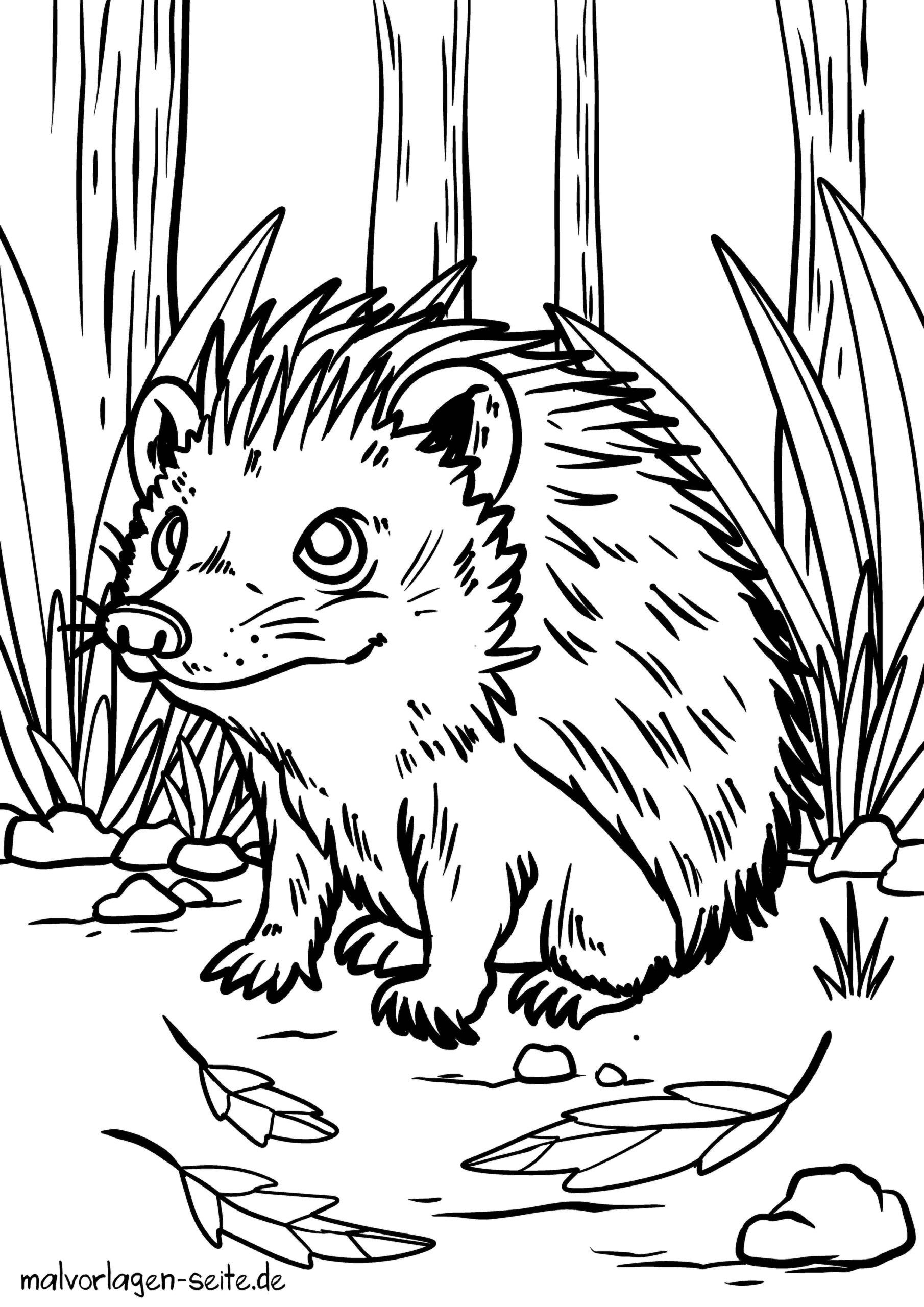Malvorlage Igel