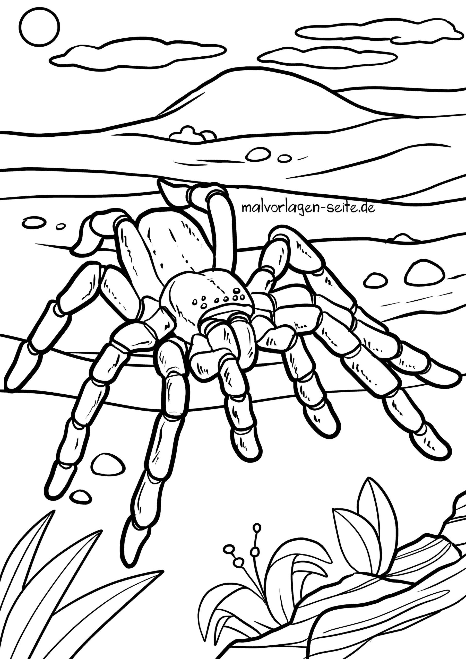Malvorlage Spinne