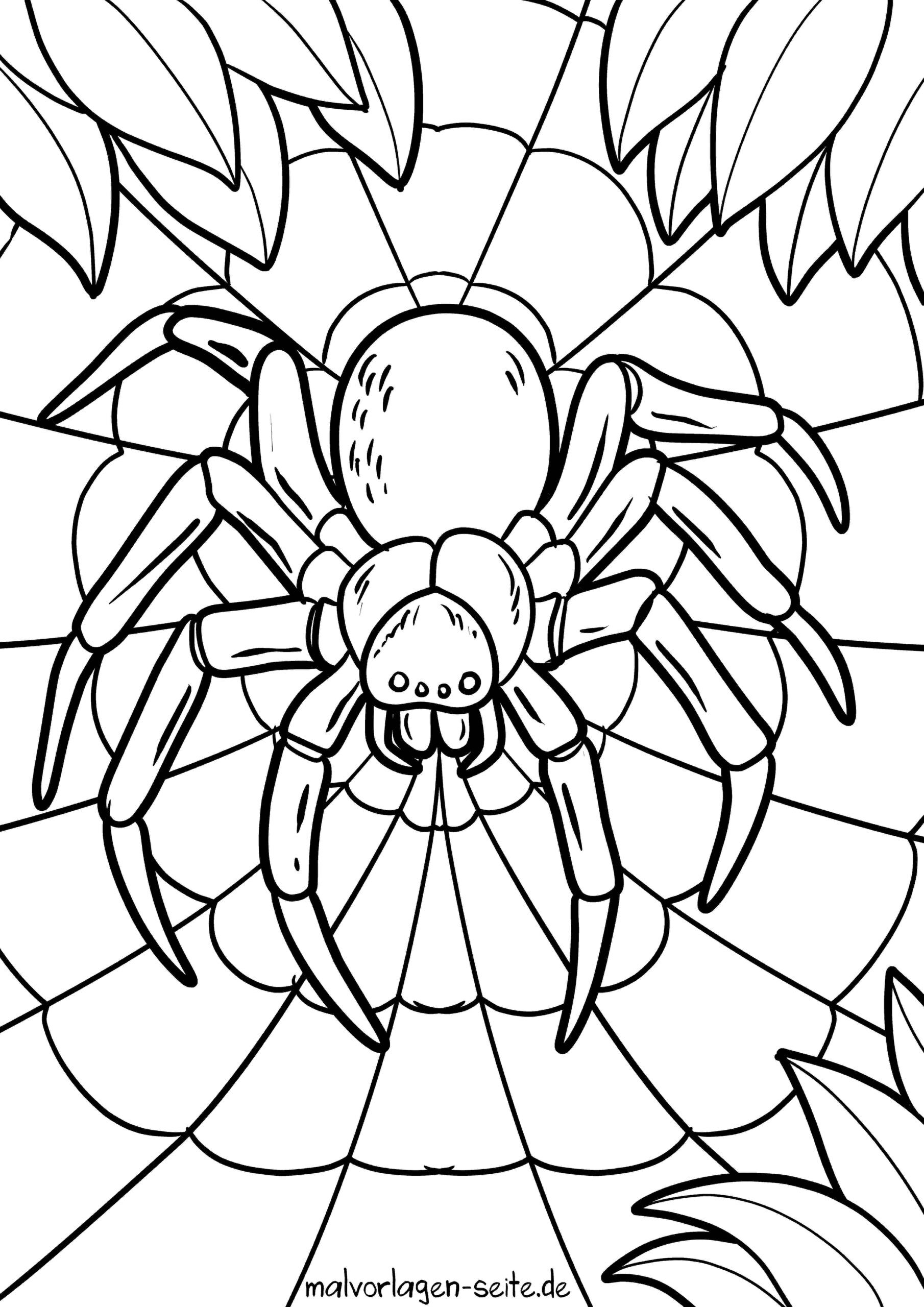Malvorlage Spinne