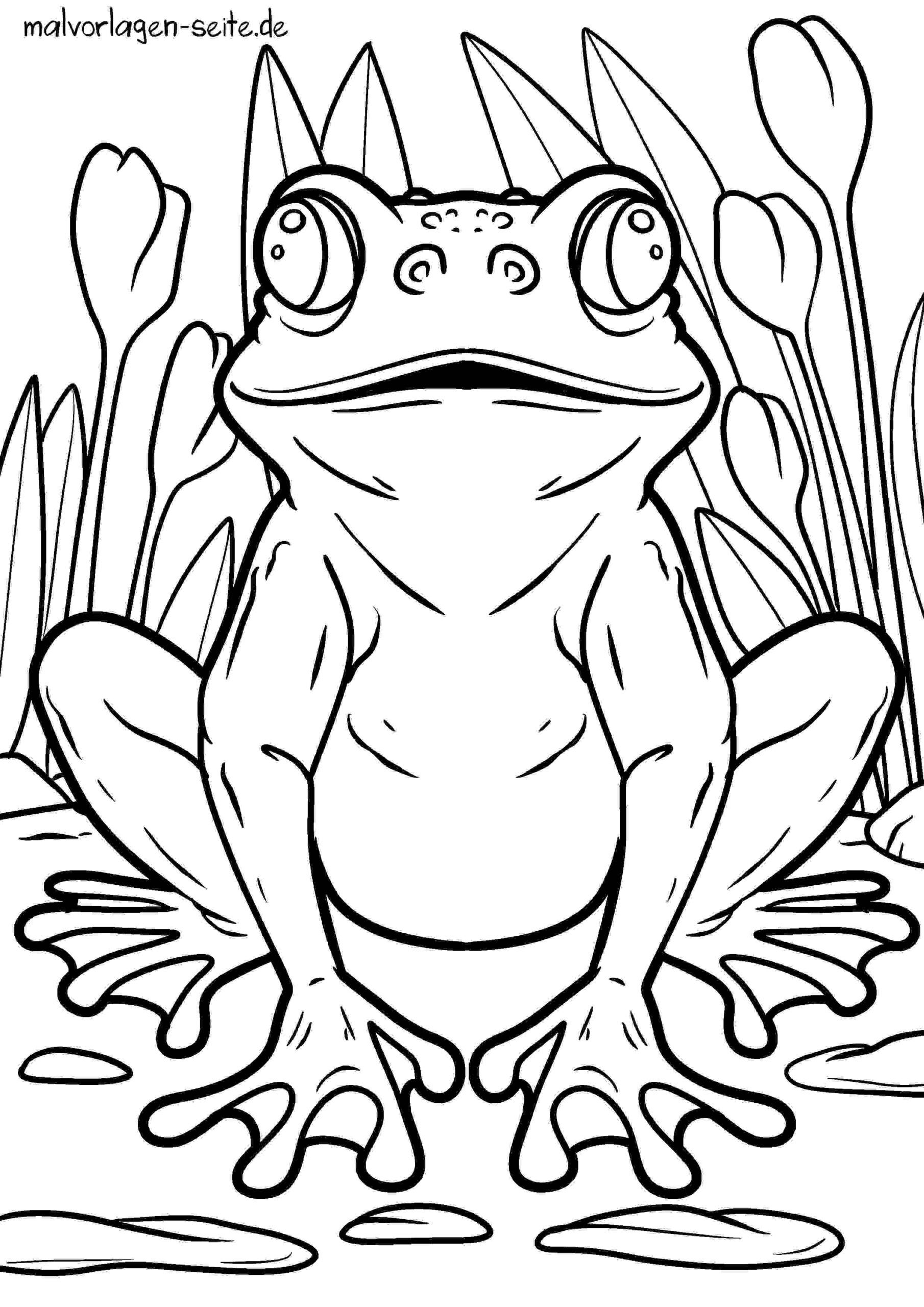 Malvorlage Frosch