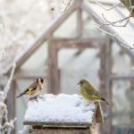 Vögel füttern im Winter