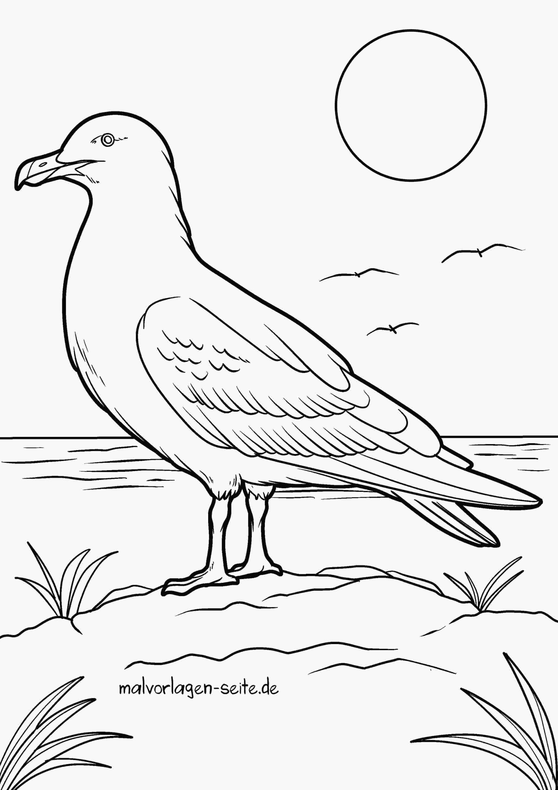 Malvorlage Möwen